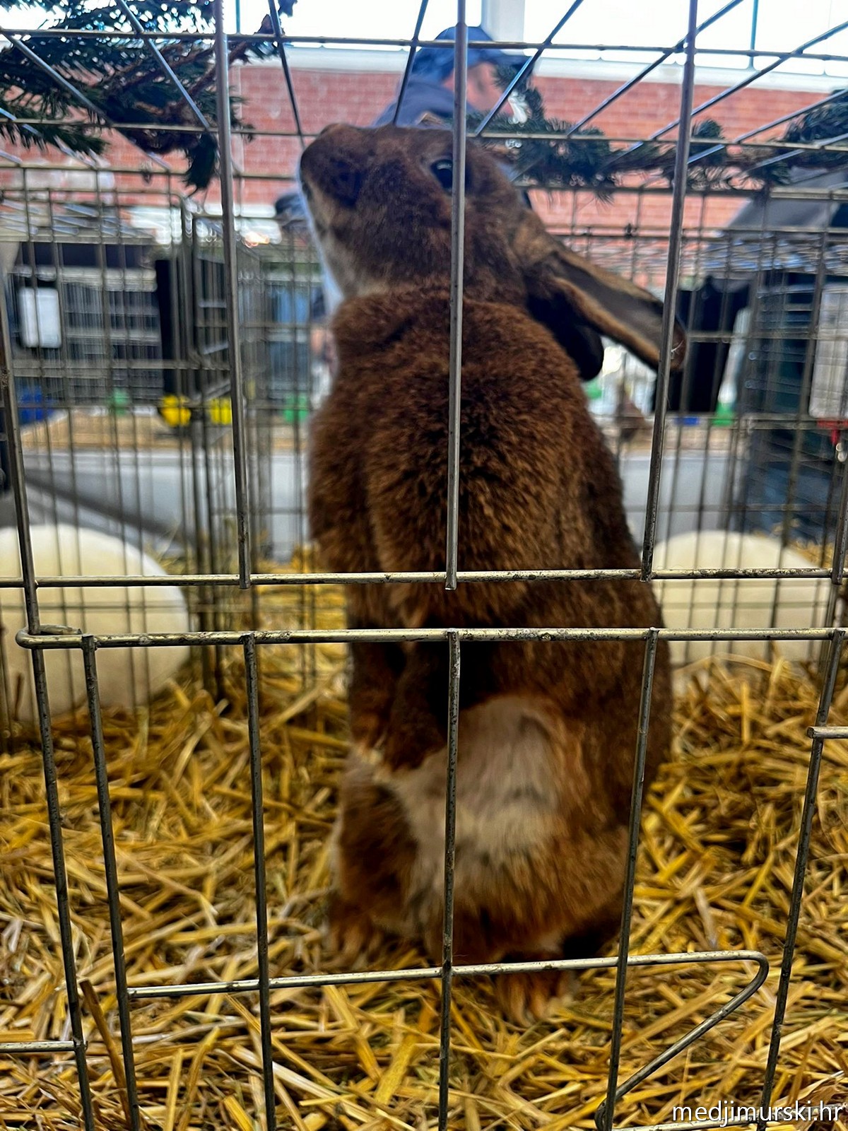 Izložba životinja Donja Dubrava (21)