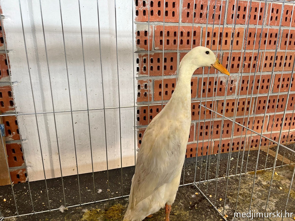 Izložba životinja Donja Dubrava (24)