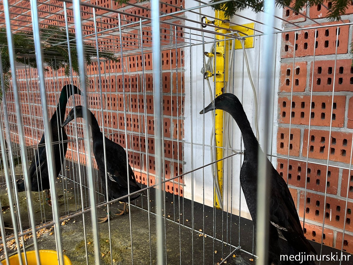 Izložba životinja Donja Dubrava (25)