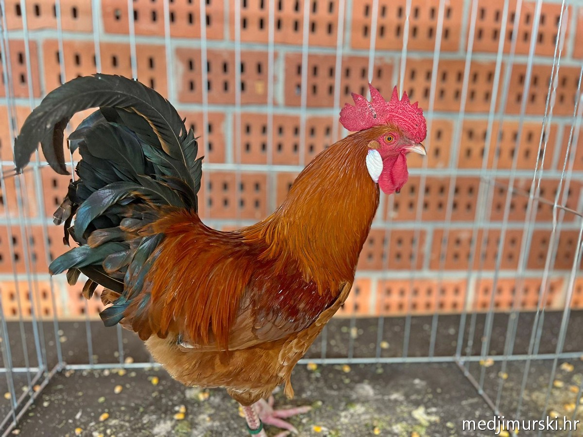 Izložba životinja Donja Dubrava (26)