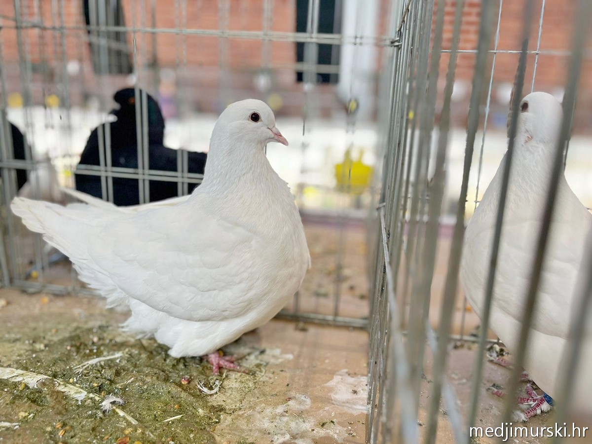 Izložba životinja Donja Dubrava (28)