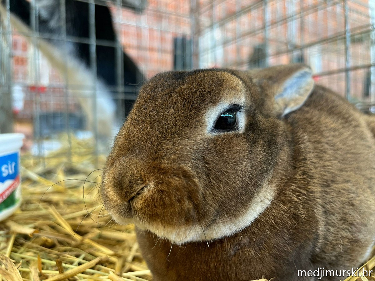 Izložba životinja Donja Dubrava (31)
