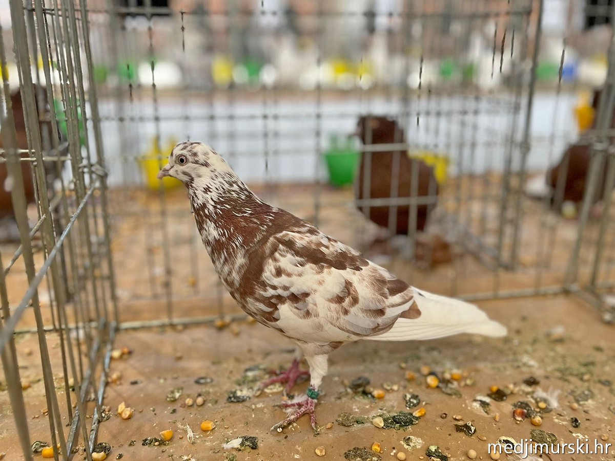 Izložba životinja Donja Dubrava (32)