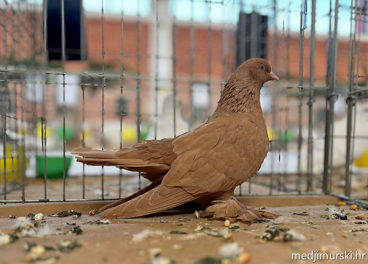 Izložba životinja Donja Dubrava (33)