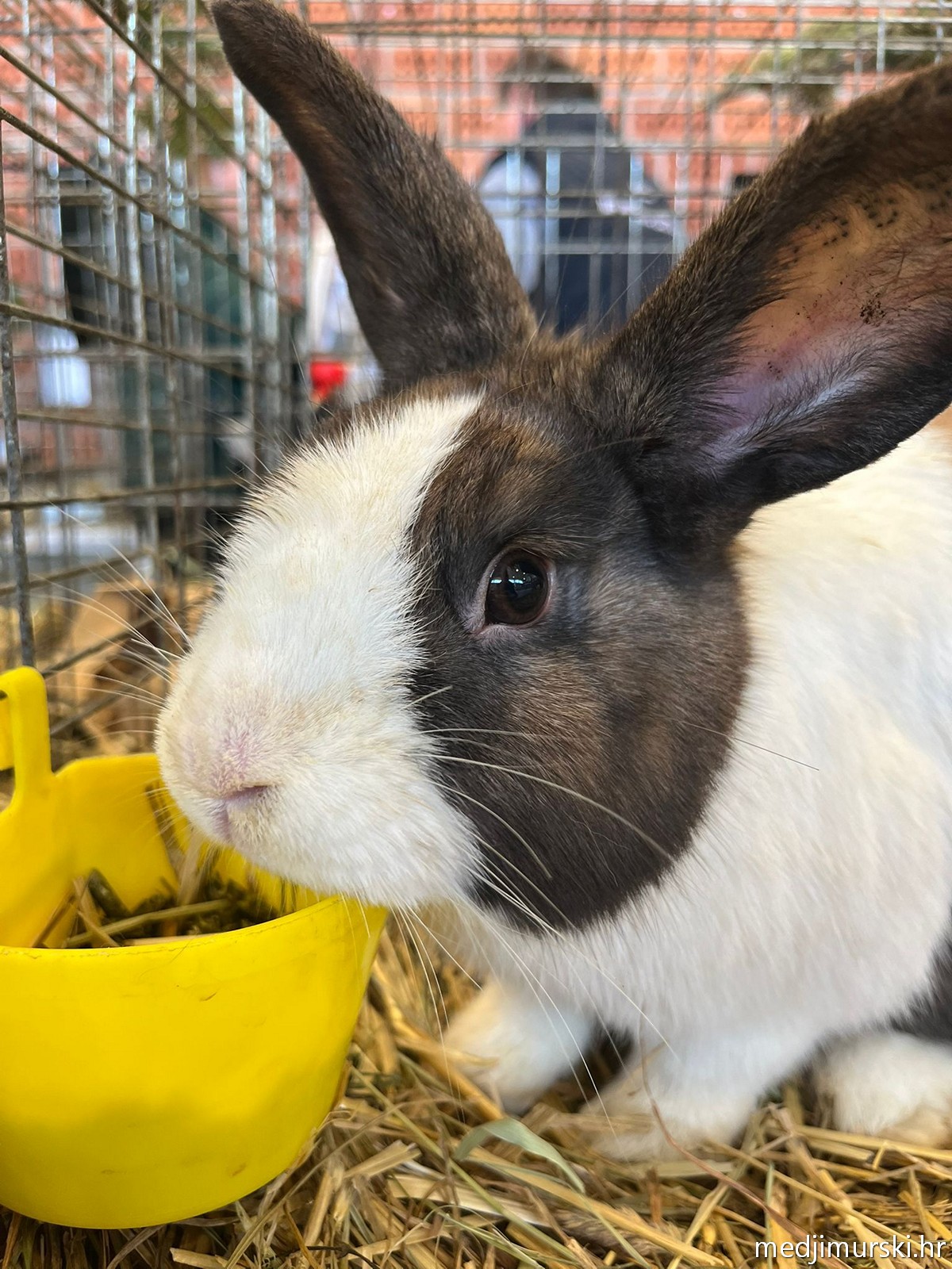 Izložba životinja Donja Dubrava (35)