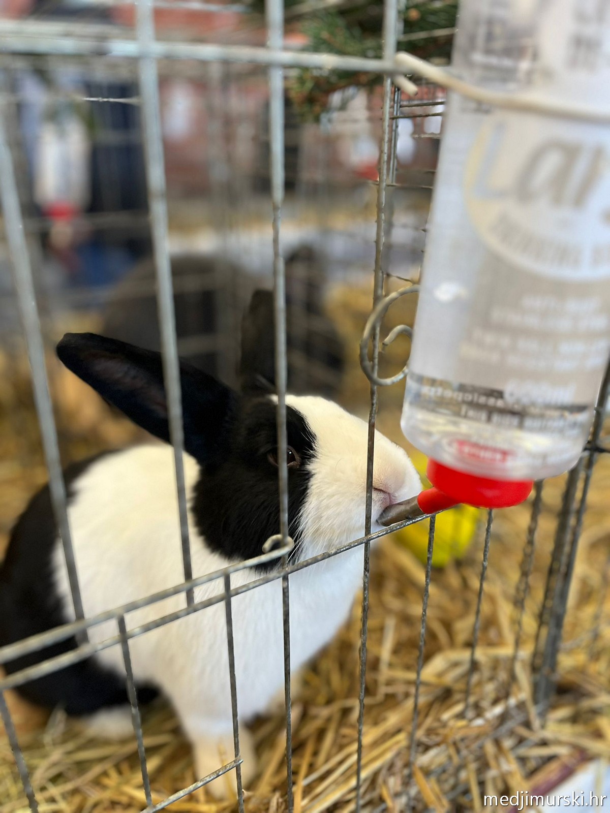 Izložba životinja Donja Dubrava (36)