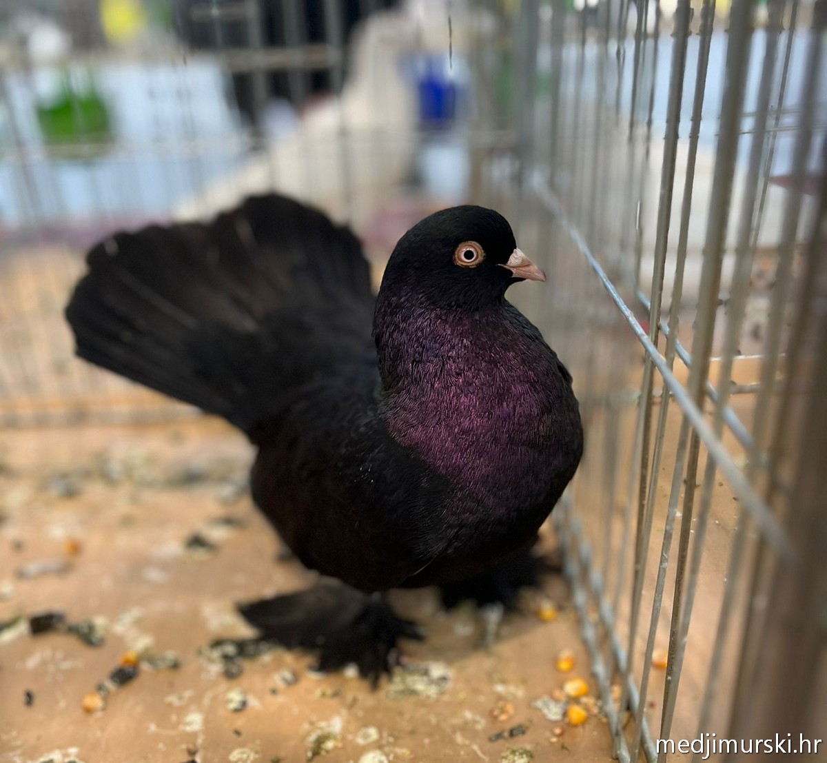 Izložba životinja Donja Dubrava (37)