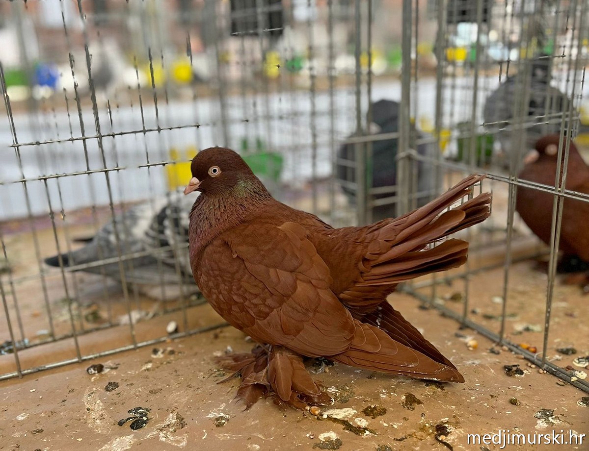 Izložba životinja Donja Dubrava (38)