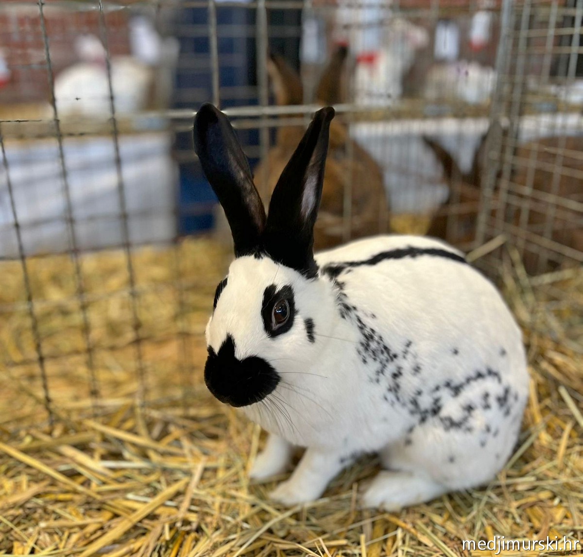 Izložba životinja Donja Dubrava (39)