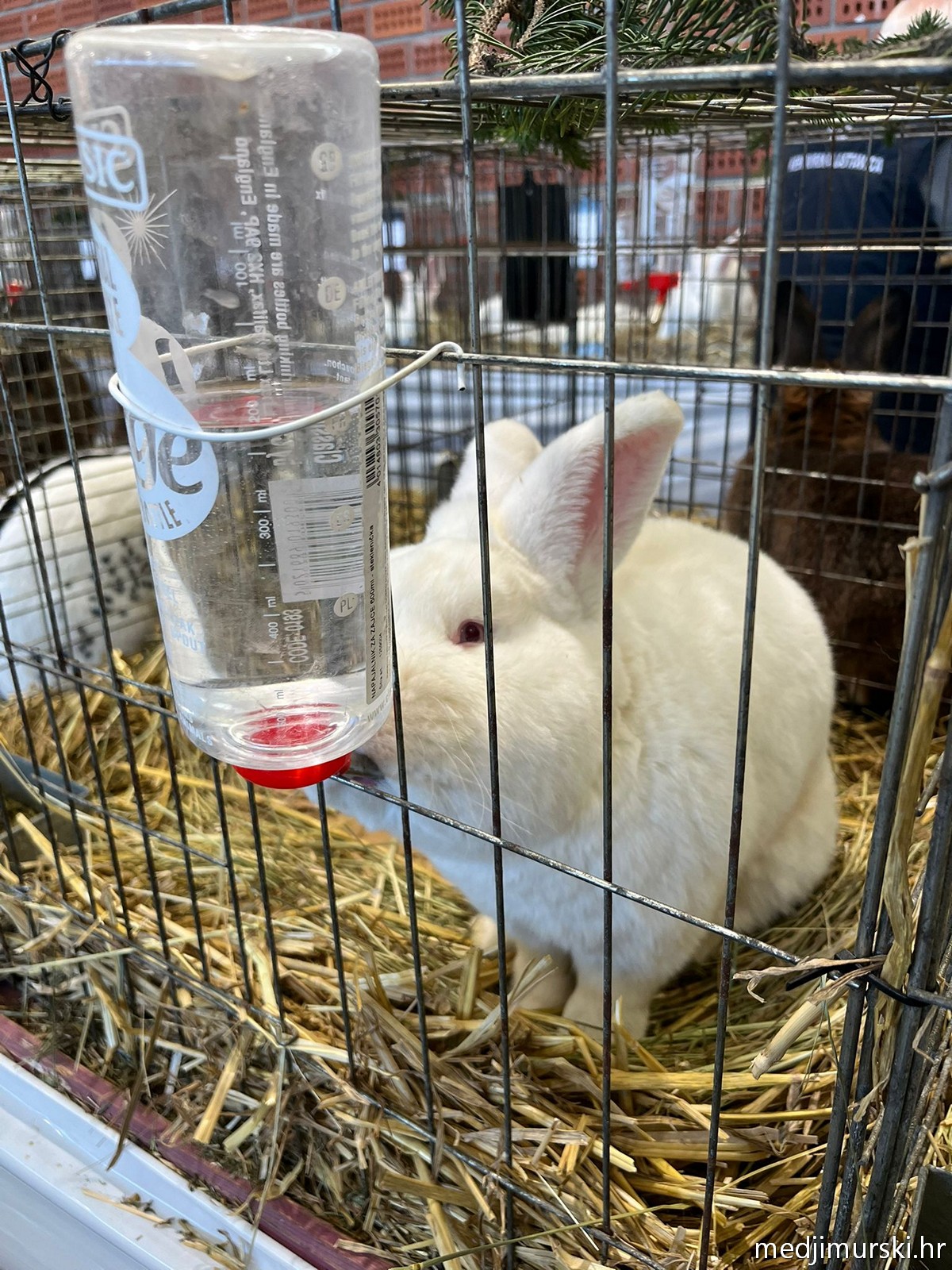 Izložba životinja Donja Dubrava (40)