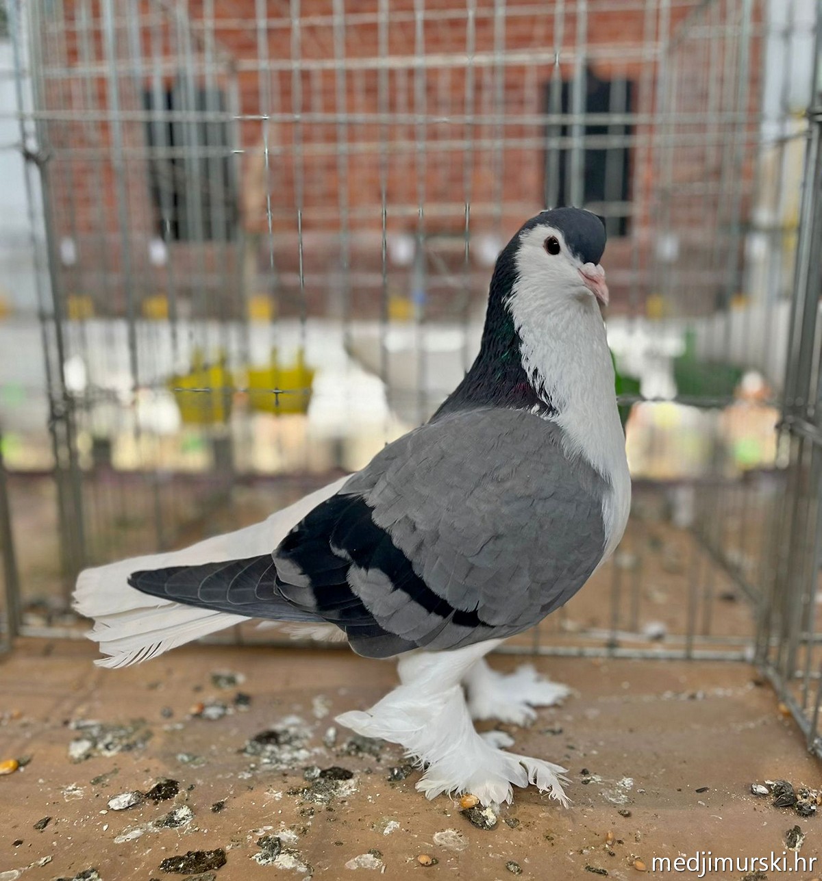 Izložba životinja Donja Dubrava (43)