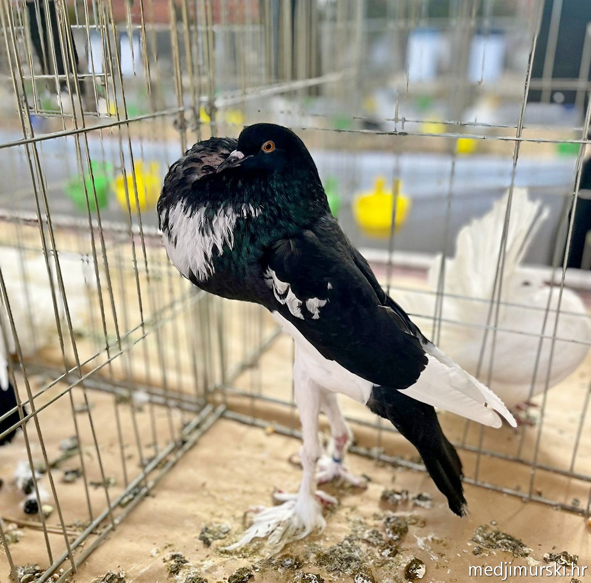 Izložba životinja Donja Dubrava (45)