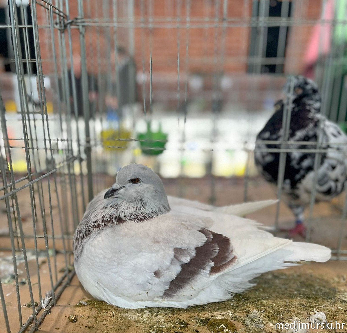 Izložba životinja Donja Dubrava (47)