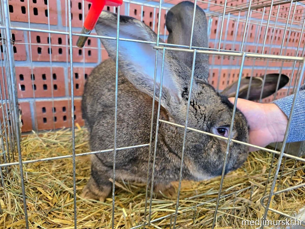 Josip Herman nagrada orijaš (12)