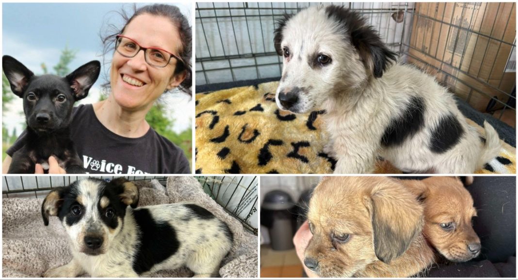 Aleksandra Hampamer: ‘Kućna legla izvor su mnogih napuštenih štenaca i onih koji završe u romskim naseljima’ Aleksandra Hampamer: ‘Kućna legla izvor su mnogih napuštenih štenaca i onih koji završe u romskim naseljima’