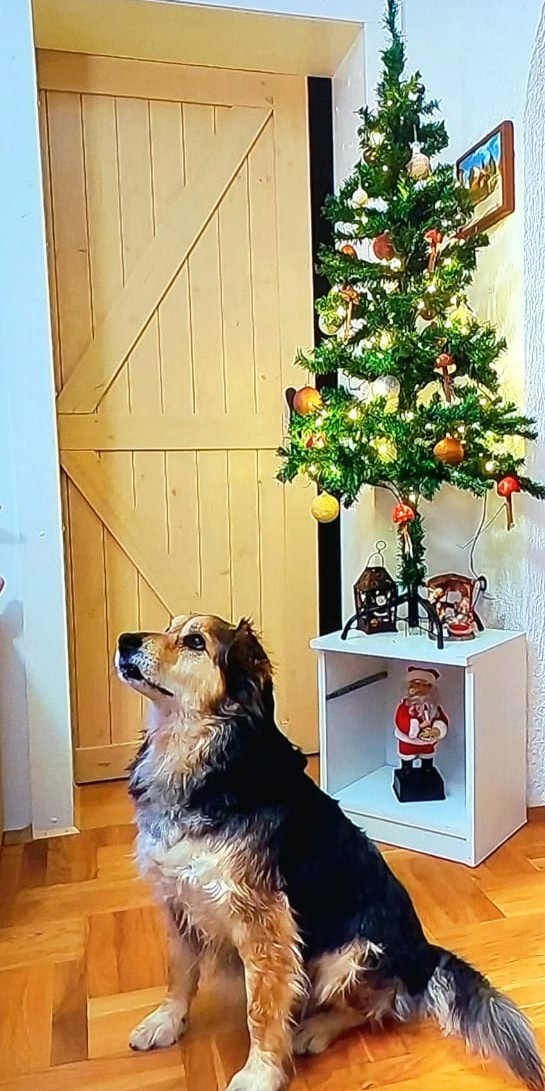 595816314 1153230566982192 8682117673017556539 n