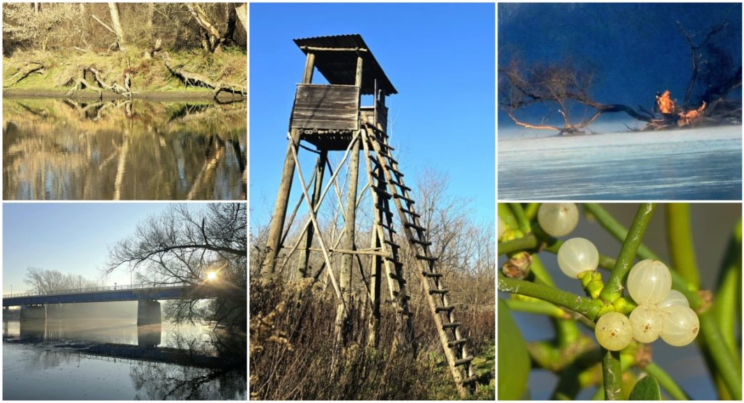 FOTO Kroz objektiv Zvonimira Habuša: Skriveni svijet uz međimurske vode BeFunky collage 2025 12 02T103850.143