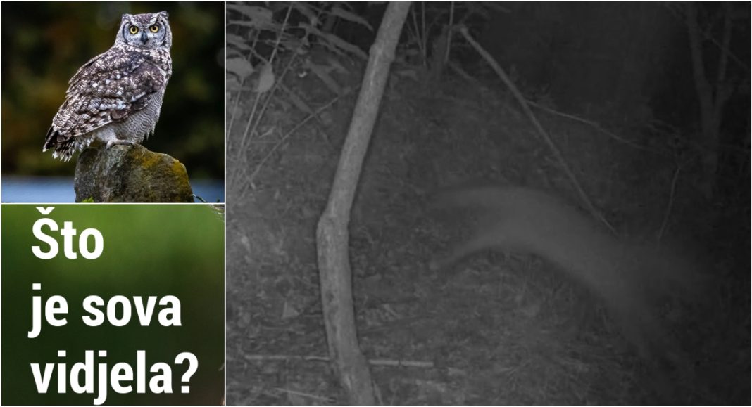 VIDEO Nova epizoda serije ‘Što je sova vidjela?’ otkriva noćnu igru mladih lisica BeFunky collage 2025 12 10T163156.543