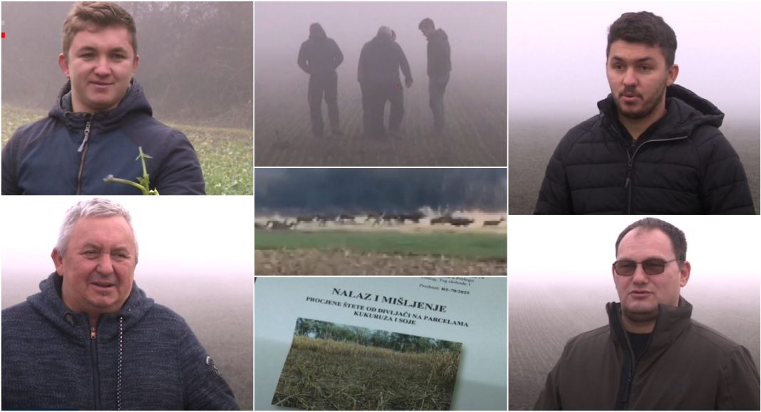 Ratari u Međimurju “ratuju” s lovcima: nekontrolirana divljač uništava usjeve BeFunky collage 2025 12 13T165637.493