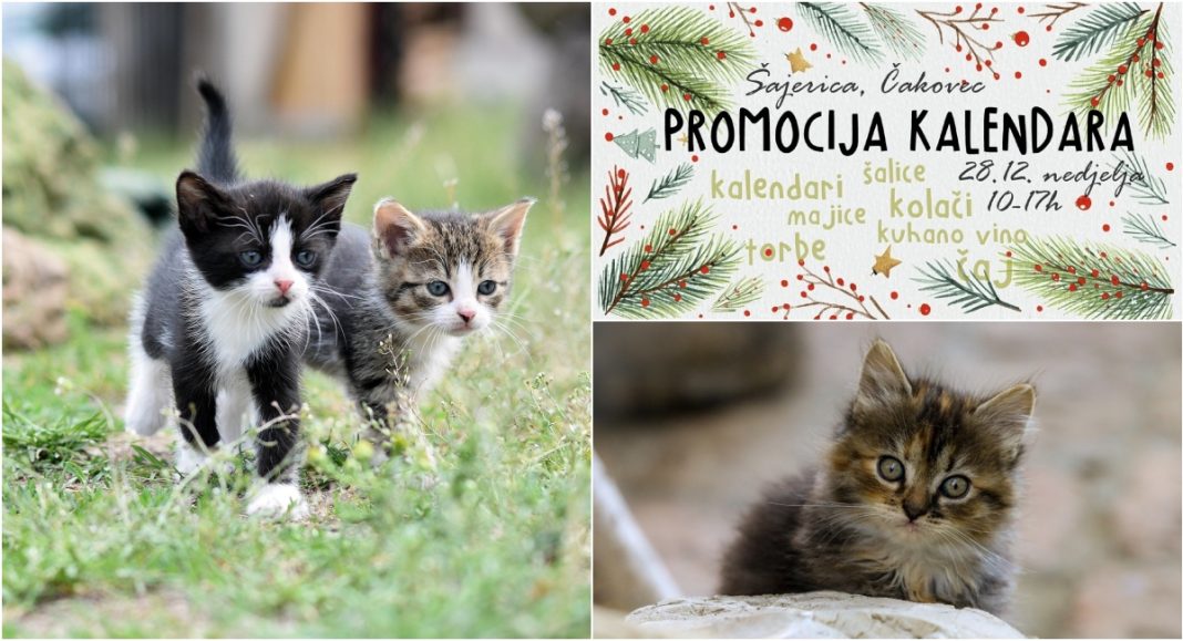 Blagdanska promocija mačko kalendara Udruge Sklonište dobrote 28. prosinca u Čakovcu BeFunky collage 2025 12 24T122608.791