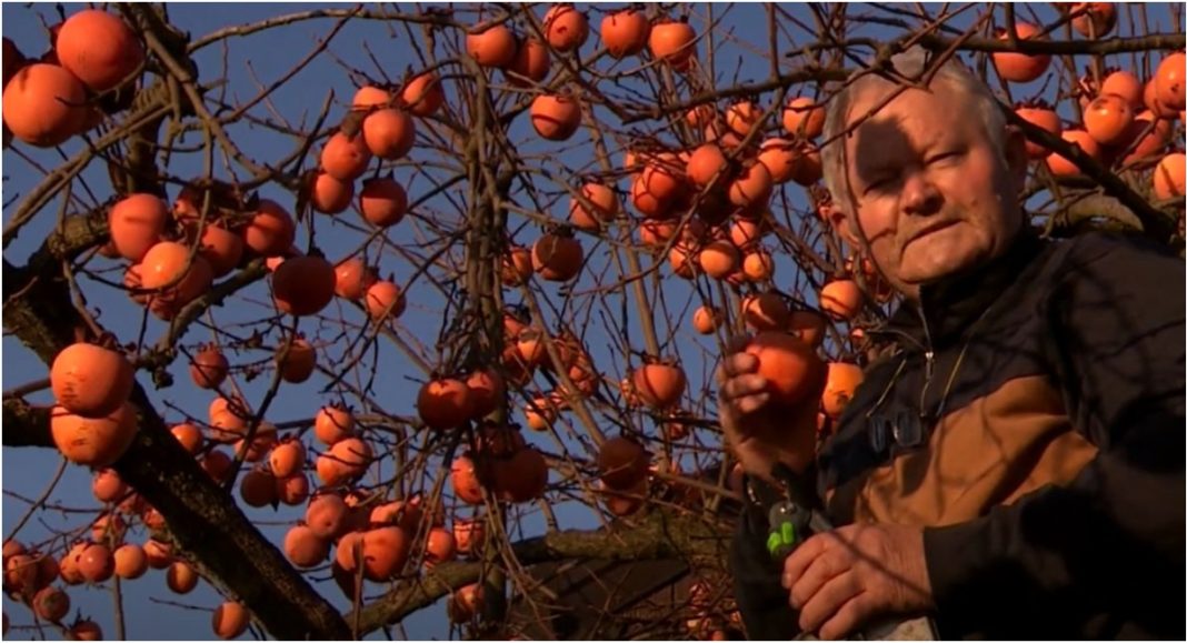 Rudolf Posavec već gotovo 40 godina u Svetoj Mariji uzgaja kaki jabuke koje je donio iz Švicarske BeFunky collage 2025 12 27T100407.837