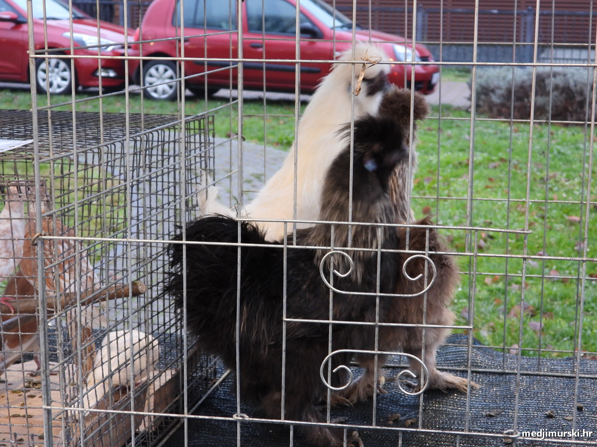 Božićni sajam Šenkovec (39)