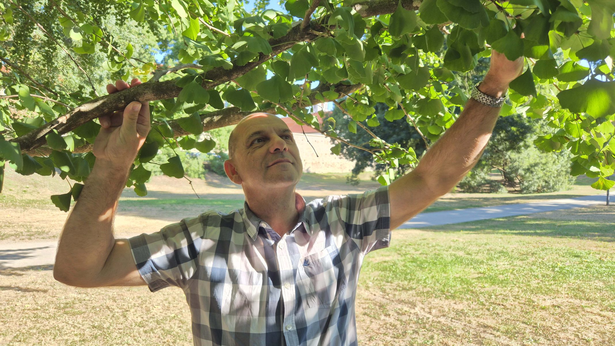 Dejan Buvac ginko (14)