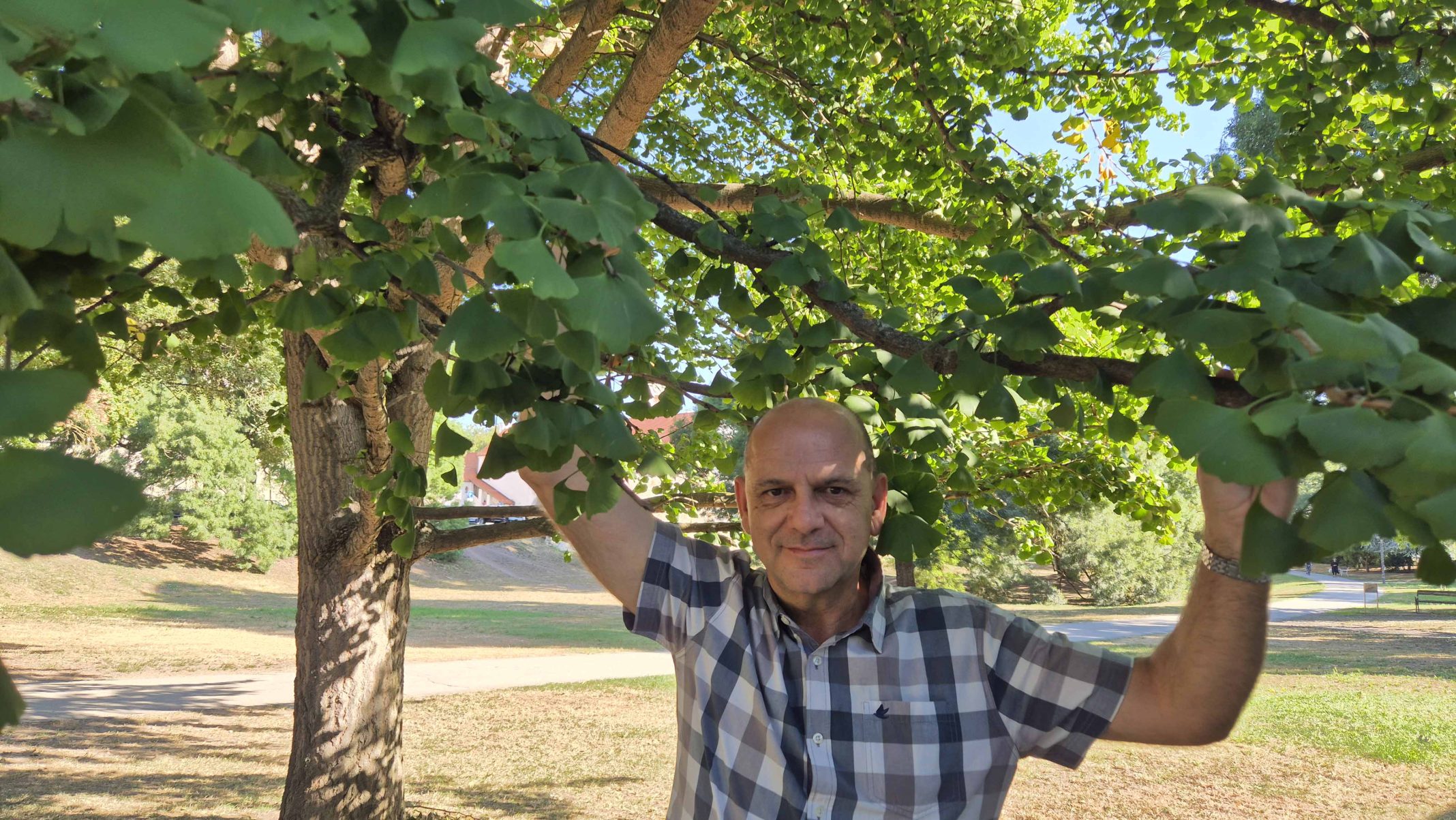 Dejan Buvac ginko (8)