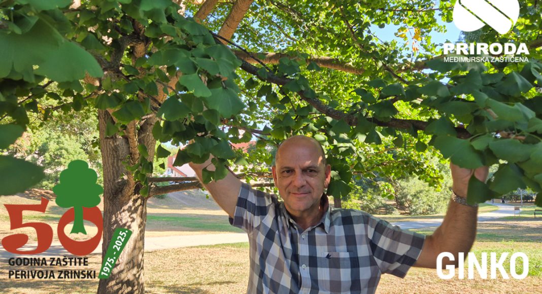 VIDEO Posljednja epizoda serijala o Perivoju Zrinski posvećena impresivnom stablu ginka GINKO STABLO PRIRODA