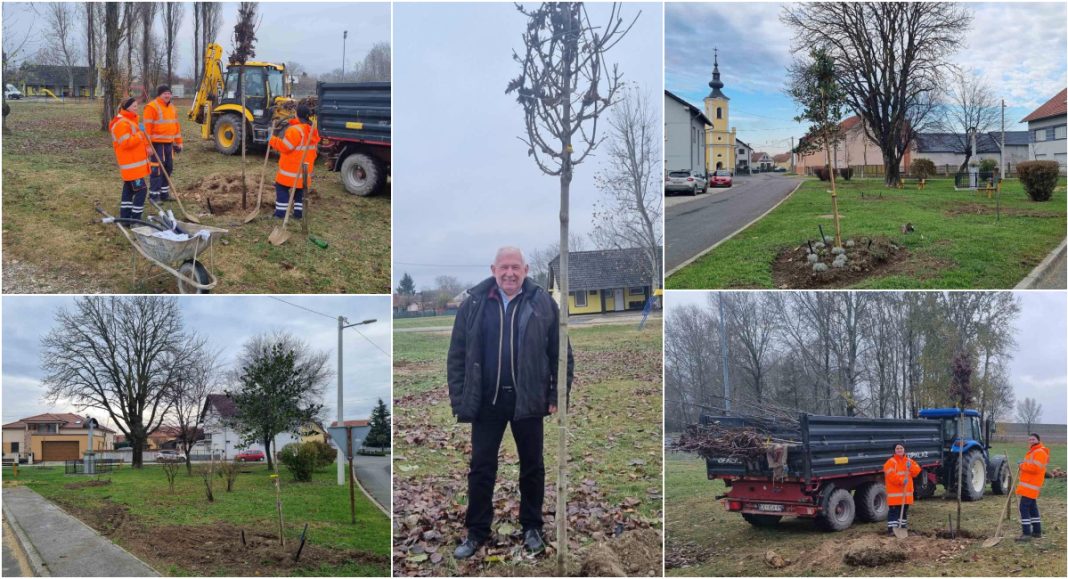 FOTO Nova drveća posađena u Oporovcu, Čukovcu, Hemuševcu, Draškovcu, Čehovcu i Prelogu GLAVNA 2025 12 03T084039.556