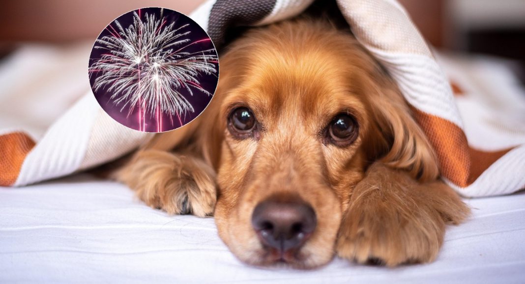 Sklonište za životinje Prijatelji iz Čakovca: Zatvorite pse na sigurno i – ne bacajte petarde! GLAVNA 2025 12 31T104643.949