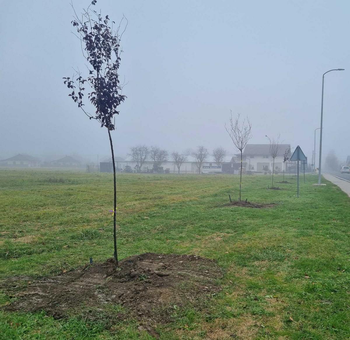 Grad Prelog sadnja drveća (1)