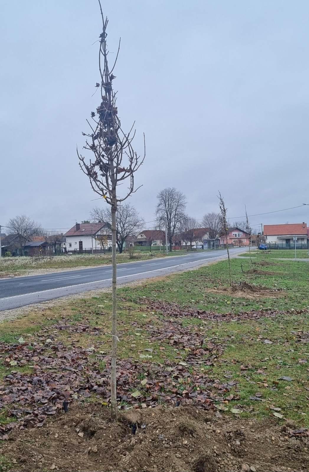 Grad Prelog sadnja drveća (10)