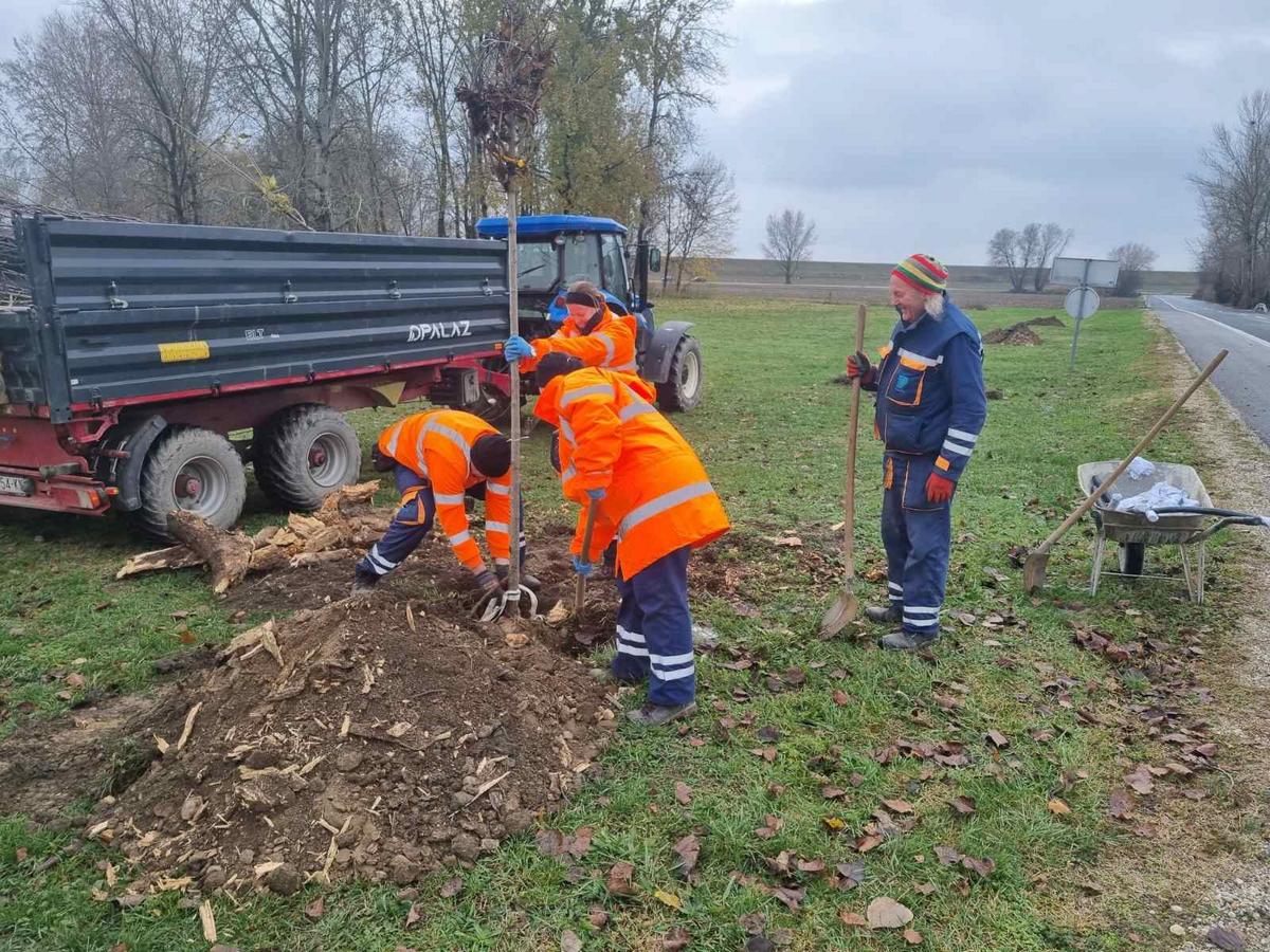 Grad Prelog sadnja drveća (5)