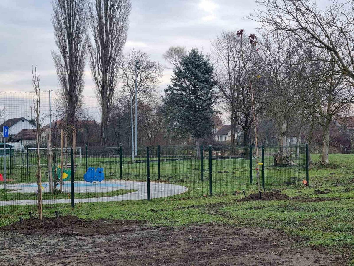 Grad Prelog sadnja drveća (6)