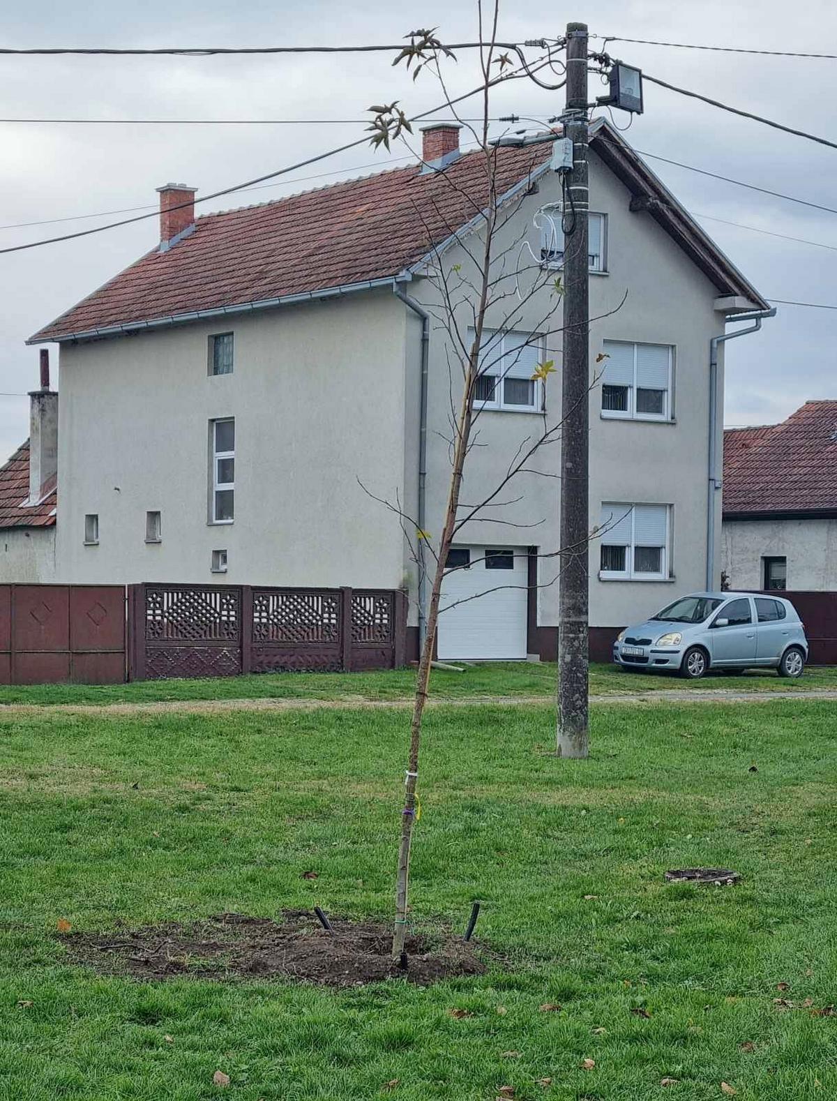 Grad Prelog sadnja drveća (9)