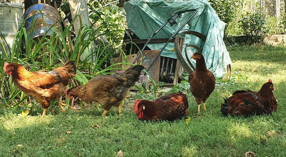 Mirela Grošanić (1)