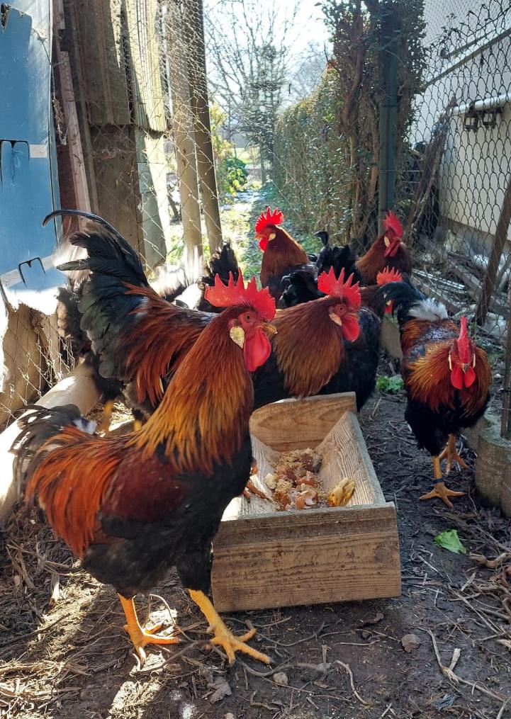 Mirela Grošanić (10)