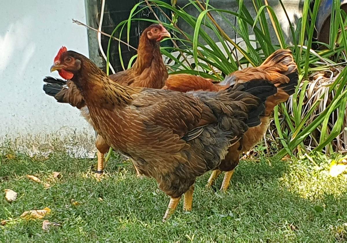 Mirela Grošanić (2)