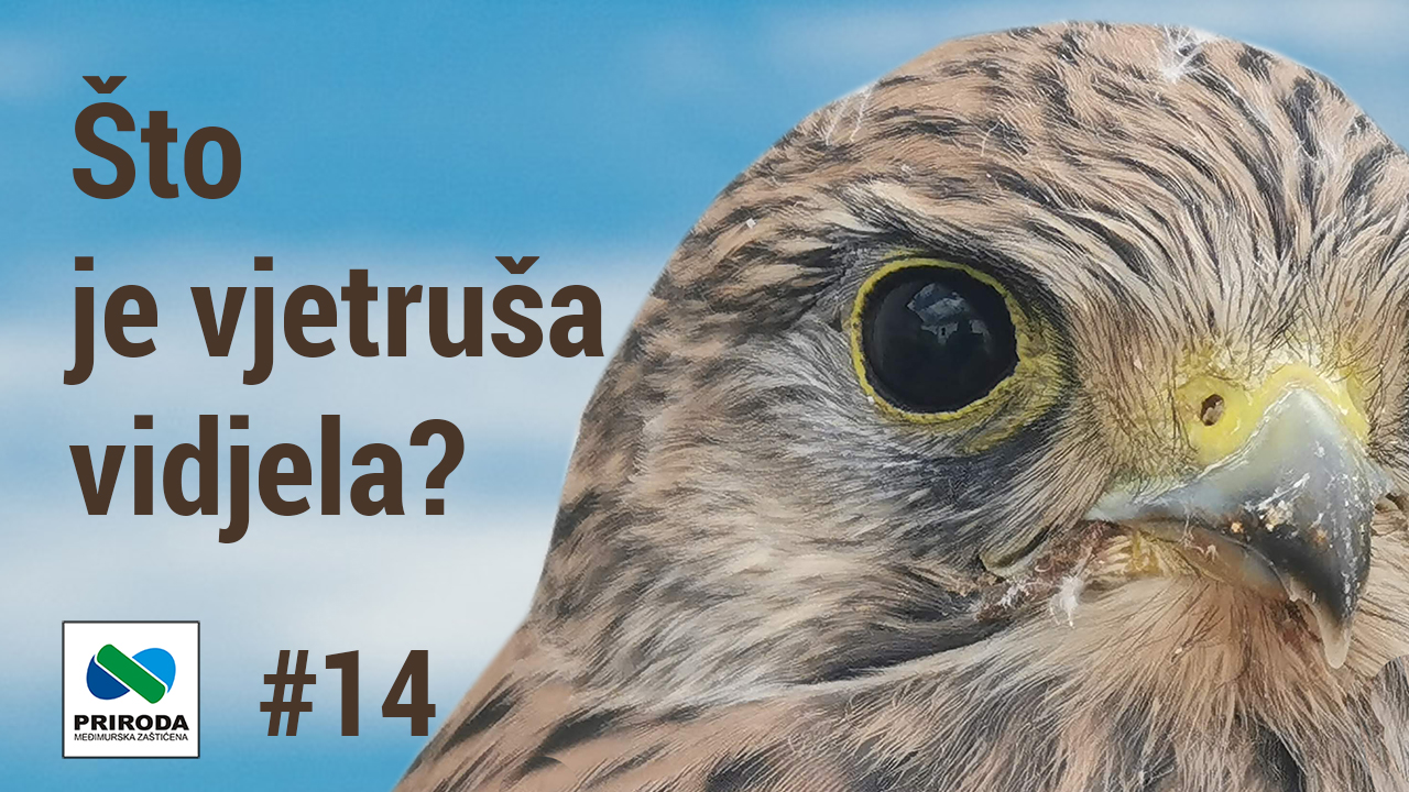 Telop you tube Sto je vjetrusa vidjela