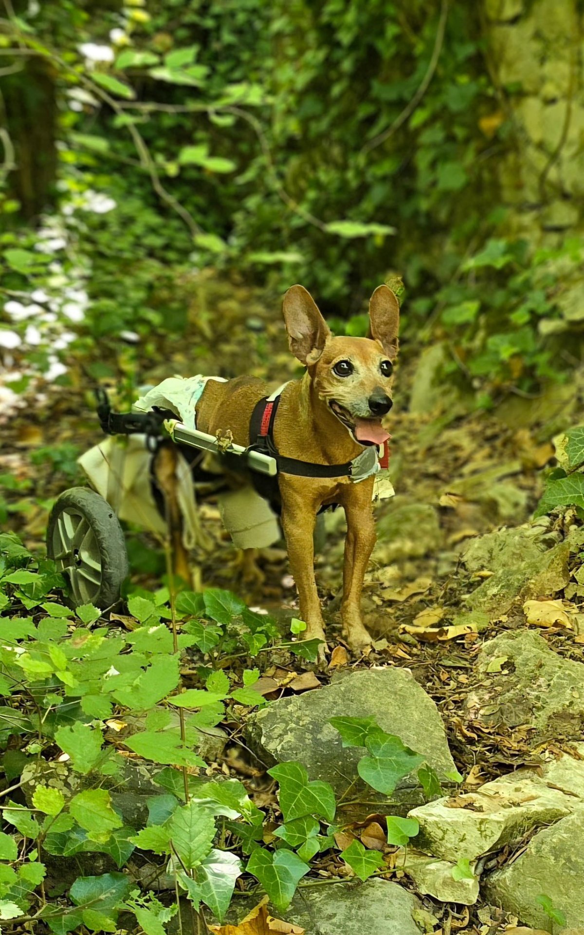 605516199 26339987862255879 6629439332702540703 n