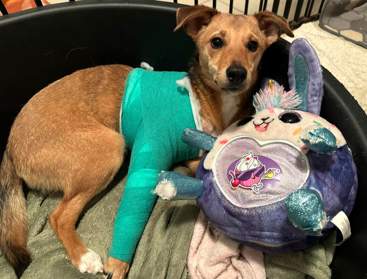 605653413 26339986962255969 2173072015575580633 n