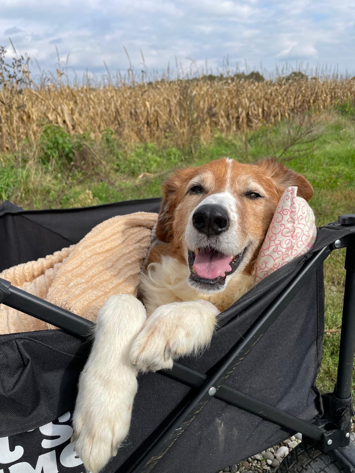 605842056 26339989442255721 6079858425737921509 n