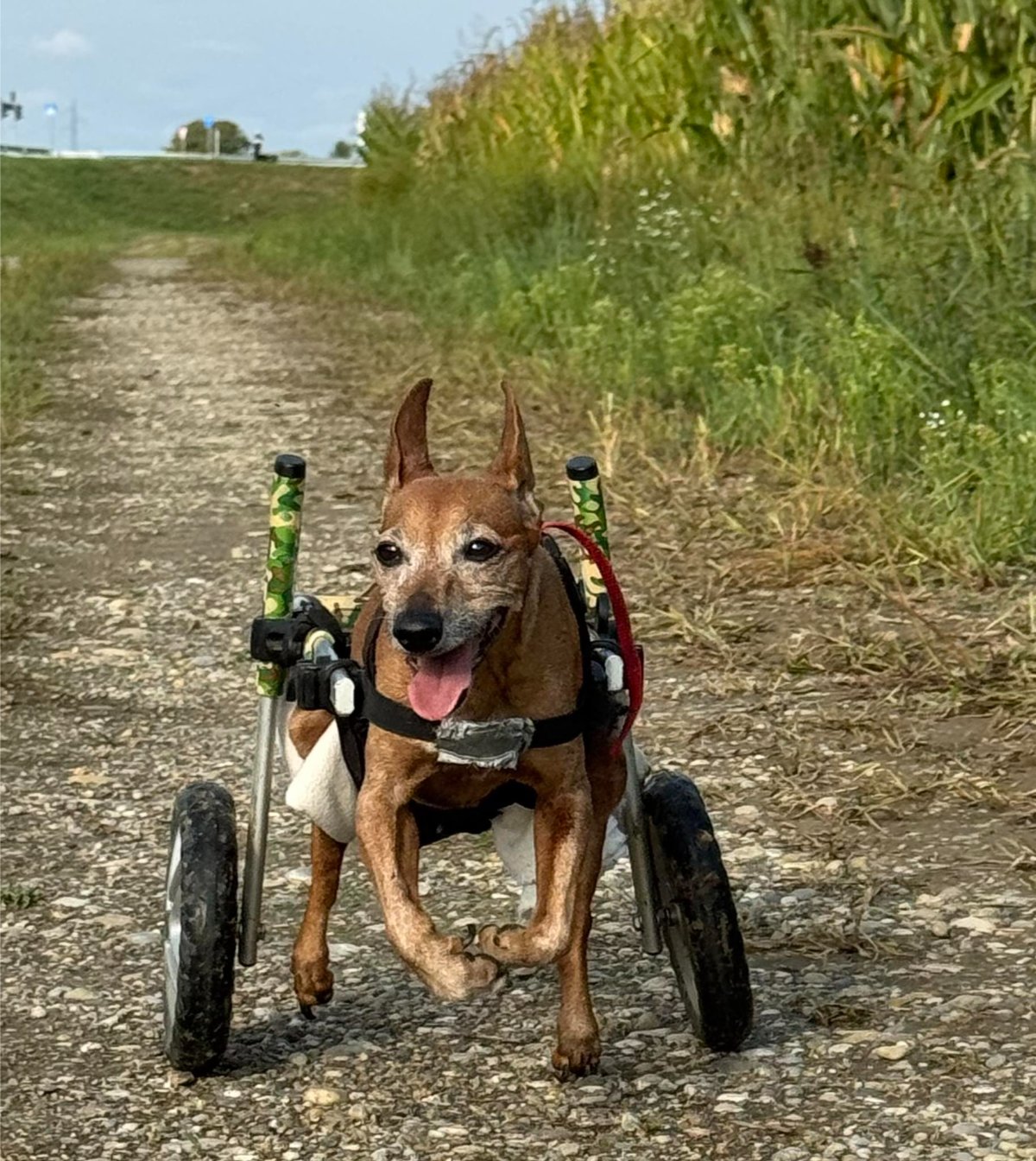 607650955 26339988822255783 9035426520563371757 n