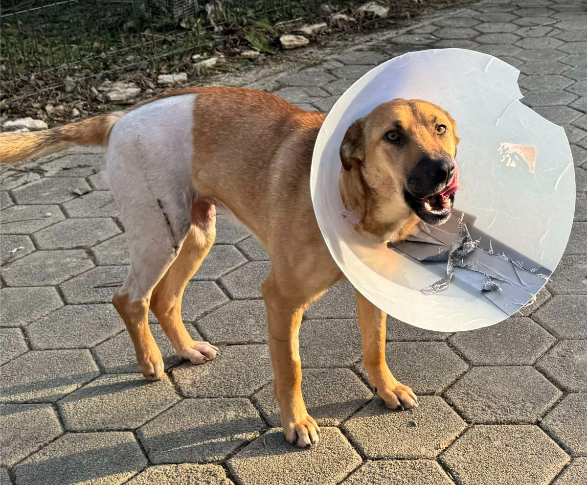 607995907 26339987308922601 4116622403332438586 n