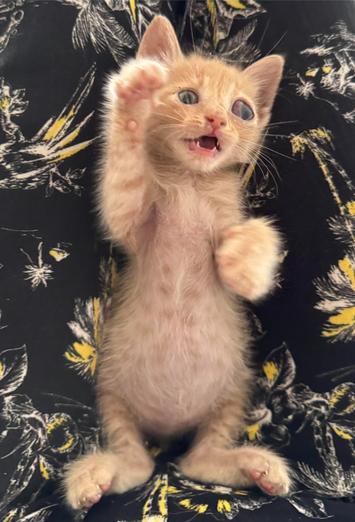 608208854 26339985718922760 3596335003550098895 n