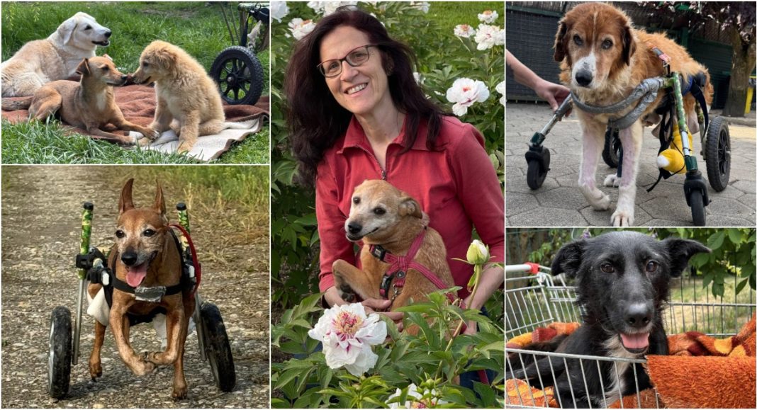 FOTO Aleksandra Hampamer: Tijekom 2025. godine primljena 766 pasa, a 732 su uspješno udomljena BeFunky collage 2026 01 02T104530.178