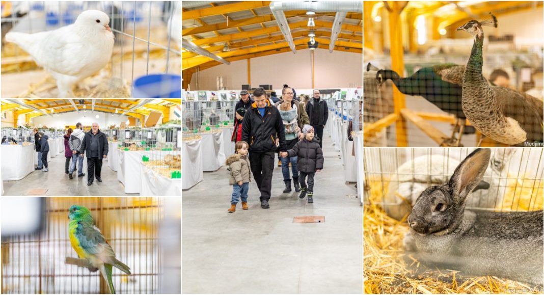 FOTO Izložba malih životinja u Nedelišću: Razgledajte golubove, perad, ptice i kuniće BeFunky collage 2026 01 17T131459.762