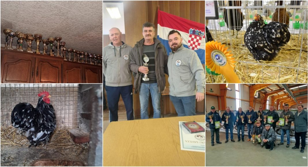 Željko Rodek iz Kotoribe među najuspješnijim izlagačima na izložbi malih životinja u Nedelišću BeFunky collage 2026 01 20T171840.820