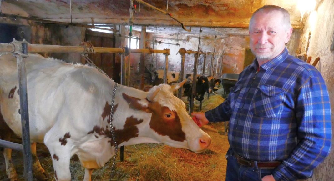 VIDEO Ovo je Silvija, zadnja krava u Preseki. Svojim kravama davao sam imena po konobaricama! Policajac mirno gleda, a u džep mu marka sjeda! GLAVNA